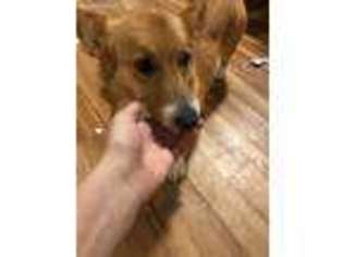 Pembroke Welsh Corgi Puppy for sale in North Freedom, WI, USA