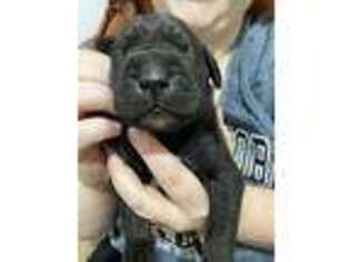 Great Dane Puppy for sale in Galveston, IN, USA