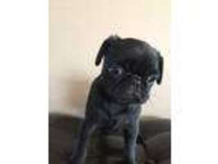 Pug Puppy for sale in Moorhead, MN, USA