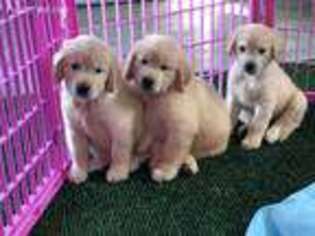 Golden Retriever Puppy for sale in Troy, MO, USA