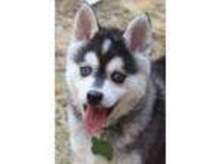 Alaskan Klee Kai Puppy for sale in La Pine, OR, USA