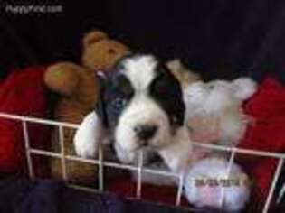 English Springer Spaniel Puppy for sale in Tillamook, OR, USA