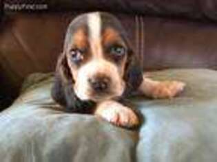 Basset Hound Puppy for sale in Idabel, OK, USA
