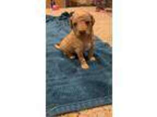 Goldendoodle Puppy for sale in Princeton, IN, USA