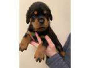 Rottweiler Puppy for sale in Kokomo, IN, USA