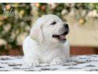 Labrador Retriever Puppy for sale in Staten Island, NY, USA