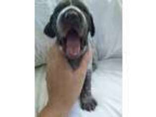 German Shorthaired Pointer Puppy for sale in Riverside, CA, USA