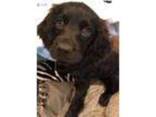 Boykin Spaniel Puppy for sale in Barnwell, SC, USA