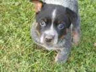 Australian Cattle Dog Puppy for sale in Schoharie, NY, USA