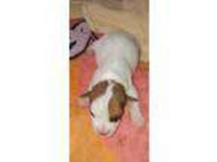 Medium Photo #1 Jack Russell Terrier Puppy For Sale in Ford, WA, USA