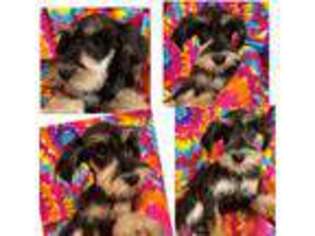 Schnoodle (Standard) Puppy for sale in Flora, IL, USA
