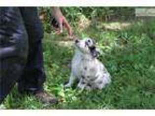 Australian Shepherd Puppy for sale in Mansfield, OH, USA