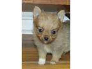 Pomeranian Puppy for sale in Asheboro, NC, USA