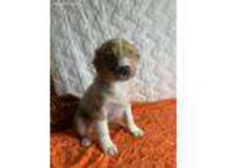 Medium Photo #1 Australian Shepherd Puppy For Sale in Canton, OH, USA