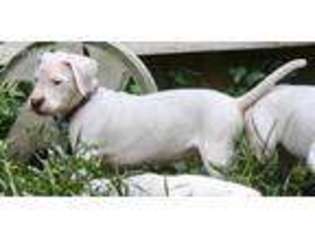 Dogo Argentino Puppy for sale in Warner Robins, GA, USA