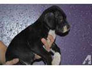 Great Dane Puppy for sale in SEGUIN, TX, USA