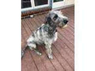 Irish Wolfhound Puppy for sale in Mount Olivet, KY, USA