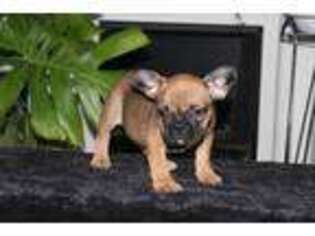 French Bulldog Puppy for sale in Williamstown, NJ, USA