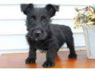 Scottish Terrier Puppy for sale in Rochester, IN, USA