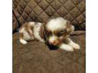 Miniature Australian Shepherd Puppy for sale in Pawtucket, RI, USA