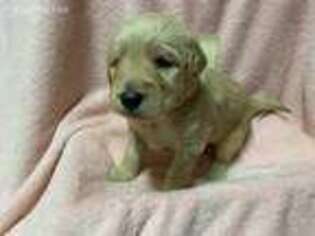 Goldendoodle Puppy for sale in Cynthiana, KY, USA