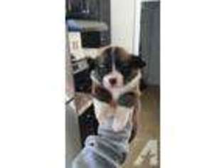 Pembroke Welsh Corgi Puppy for sale in BROKEN ARROW, OK, USA