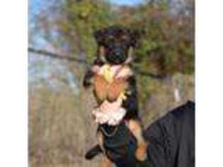 German Shepherd Dog Puppy for sale in Cleburne, TX, USA