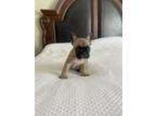 French Bulldog Puppy for sale in Roswell, GA, USA