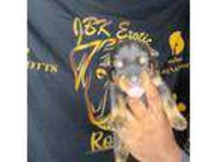 Rottweiler Puppy for sale in Burlison, TN, USA