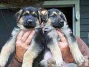 German Shepherd Dog Puppy for sale in ATHOL, MA, USA