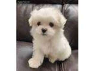 Maltese Puppy for sale in Granada Hills, CA, USA