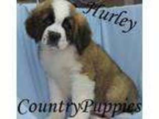 Saint Bernard Puppy for sale in Jolley, IA, USA