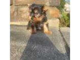 Yorkshire Terrier Puppy for sale in Columbia, SC, USA