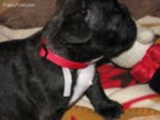 French Bulldog Puppy for sale in Bonners Ferry, ID, USA
