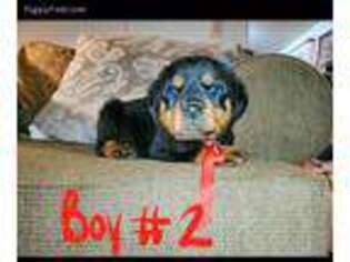 Rottweiler Puppy for sale in Duffield, VA, USA