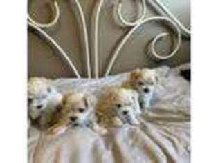 Maltese Puppy for sale in Holt, MI, USA