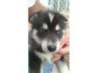 Siberian Husky Puppy for sale in Sims, NC, USA