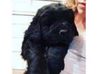 Newfoundland Puppy for sale in Batesville, IN, USA