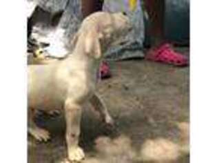 Dogo Argentino Puppy for sale in North Miami Beach, FL, USA