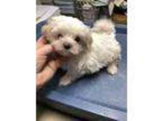 Maltese Puppy for sale in Manchester, TN, USA
