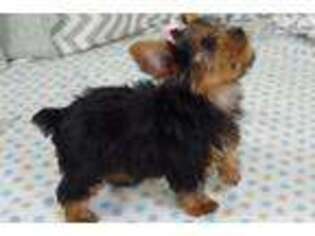 Yorkshire Terrier Puppy for sale in Grand Island, NE, USA