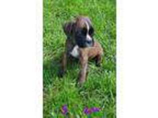 Boxer Puppy for sale in Emmetsburg, IA, USA
