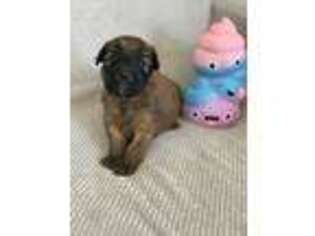 Soft Coated Wheaten Terrier Puppy for sale in Blaine, WA, USA