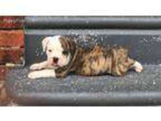 Olde English Bulldogge Puppy for sale in Camden, NJ, USA