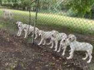Dogo Argentino Puppy for sale in Houston, TX, USA