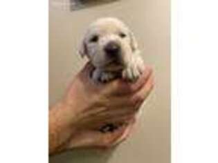 Labrador Retriever Puppy for sale in Lexington, SC, USA