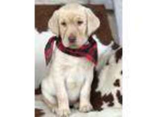 Labrador Retriever Puppy for sale in Henrietta, TX, USA