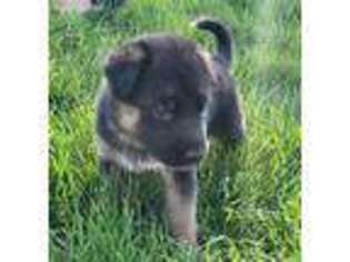 German Shepherd Dog Puppy for sale in Jefferson City, MO, USA