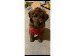 Goldendoodle Puppy for sale in Bloomingdale, IL, USA