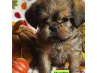 Brussels Griffon Puppy for sale in Independence, KS, USA
